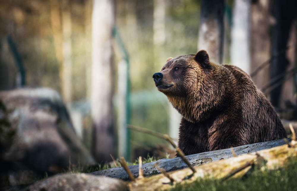 Fat Bear Week 2023: What to know about Katmai National Park's