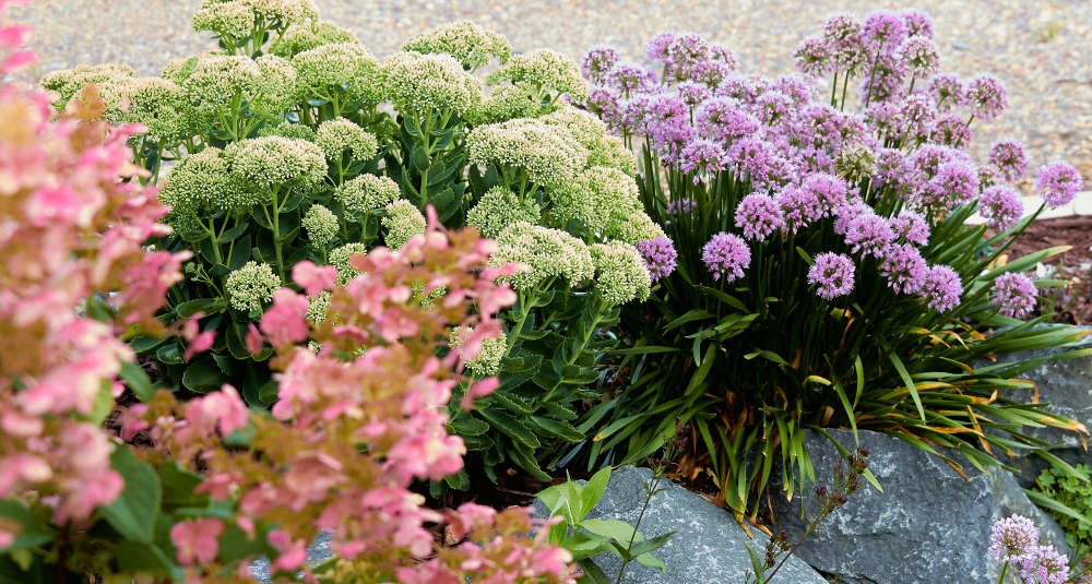 Flower BEd
