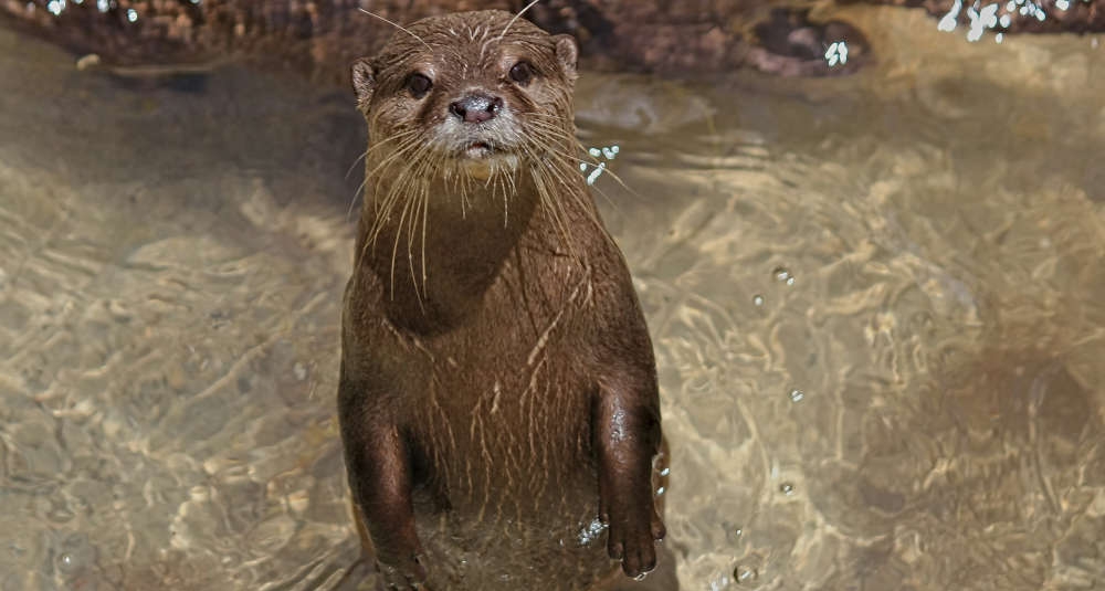 River Otter 2