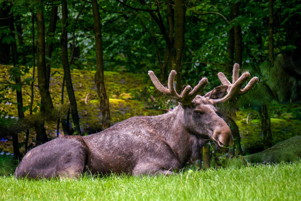 Second incident of moose poaching on the West Coast within two weeks