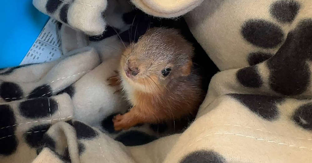 Baby squirrel 'adopted' by hen at Fife farm rescued by wildlife charity - Vimarsana News