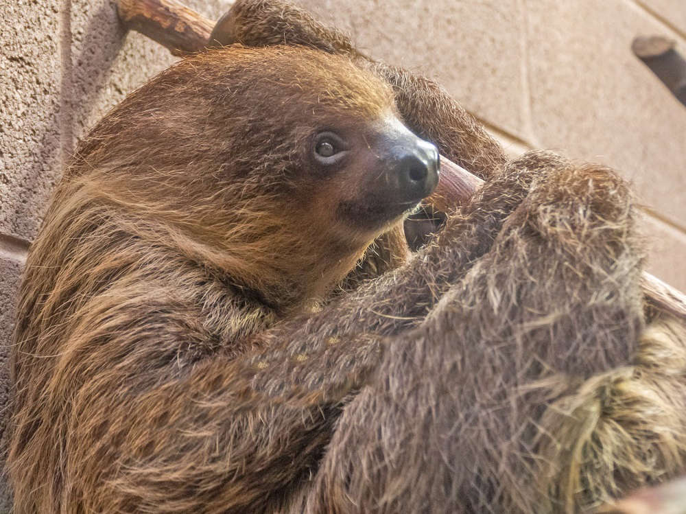 Slow Burn Romance For Two Sloths at Belfast Zoo? Q Radio