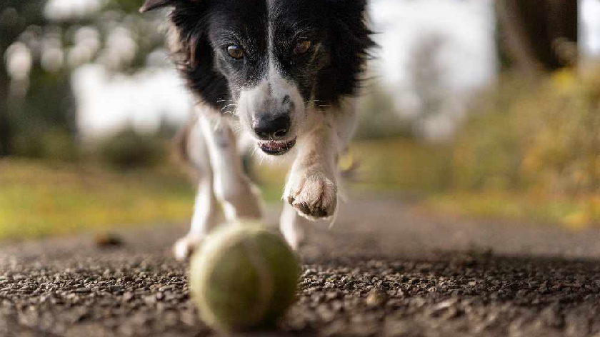 Pets At Home Walton Home Facebook