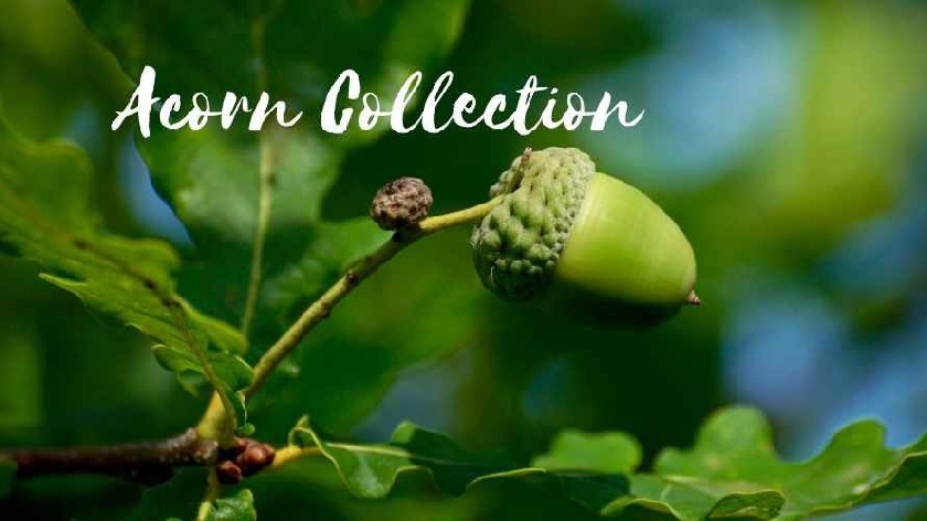 Collect and Plant an Acorn to Grow an Oak Tree