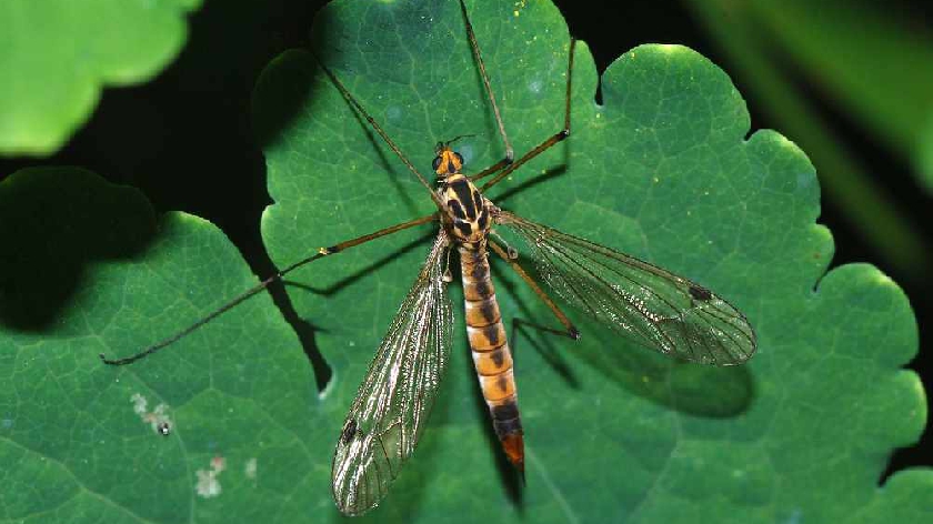 Frisky daddy long legs have started invading homes - this is how