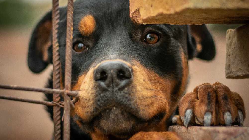 Dog dies after being attacked by rottweiler on the loose in Milton Keynes -  MKFM  - Radio Made in Milton Keynes