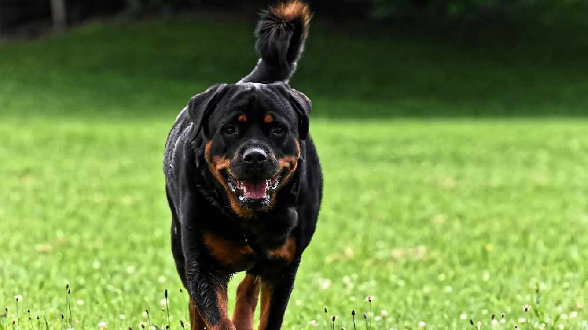 Dangerous' rottweilers that ran free and killed a dog in Milton Keynes have  been returned to their owner - MKFM  - Radio Made in Milton Keynes