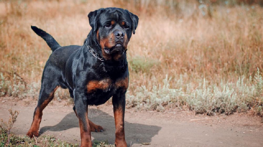 Hundreds of 'dangerous' dogs killed after being seized by police