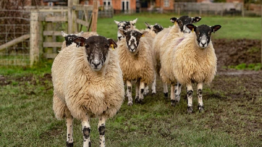Sheep dies after being attacked by dog in Milton Keynes - MKFM 106.3FM ...