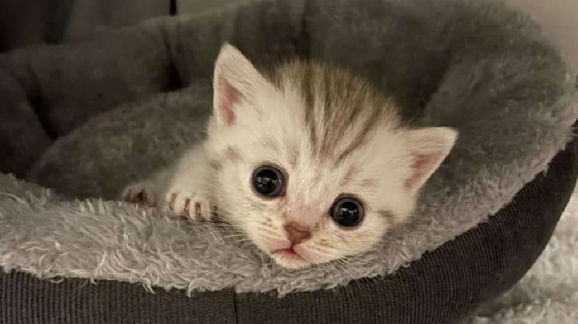 Rspca deals free kittens