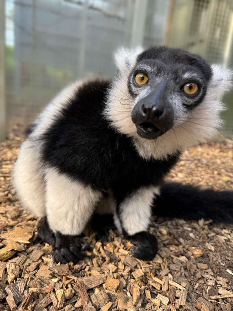 Woburn’s Land of Lemurs welcomes two endangered Ring-Tailed Lemur baby ...