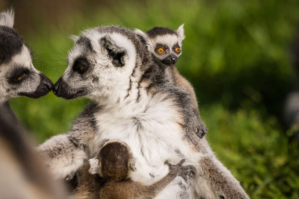 Woburn’s Land of Lemurs welcomes two endangered Ring-Tailed Lemur baby ...