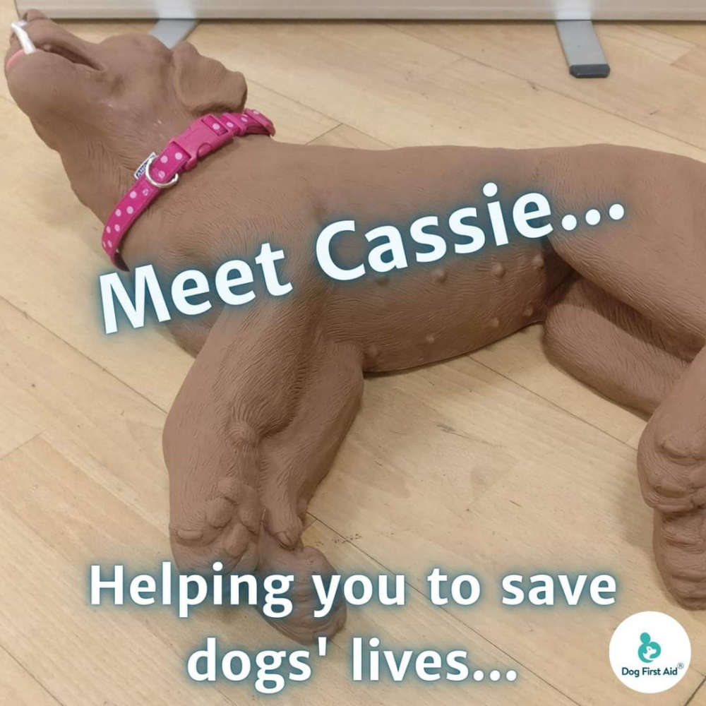 Cassie the Canine CPR Dummy