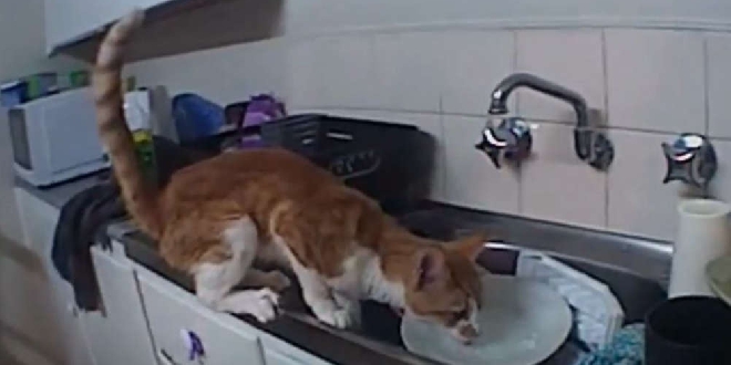 Woman fined, banned from owning animals after leaving cat locked in room  for a week without water or food  Coast FM