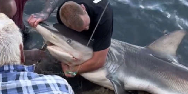 WATCH: Fishermen hailed heroes after pulling several hooks from