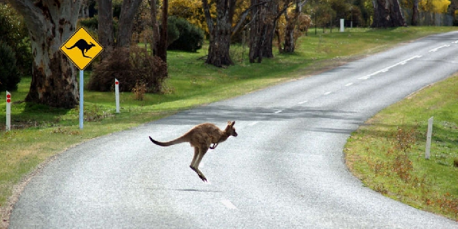 Baldivis named worst hotspot for animal collisions in WA