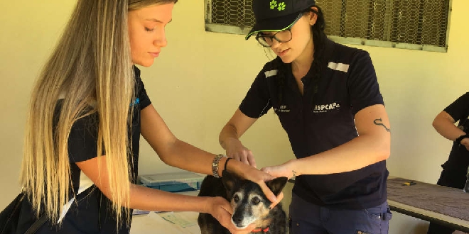 RSPCA WA to offer free supplies advice for Rockingham pet owners