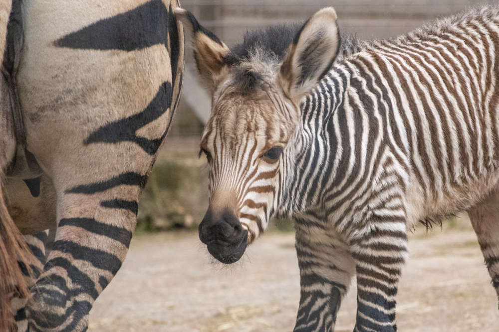 Paignton Zoo stays closed Radio Exe