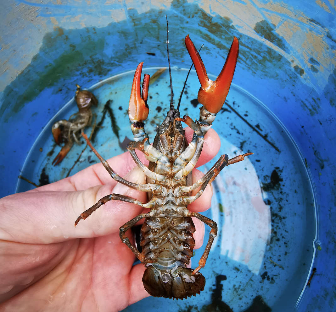 American crustaceans have invaded Devon - Radio Exe