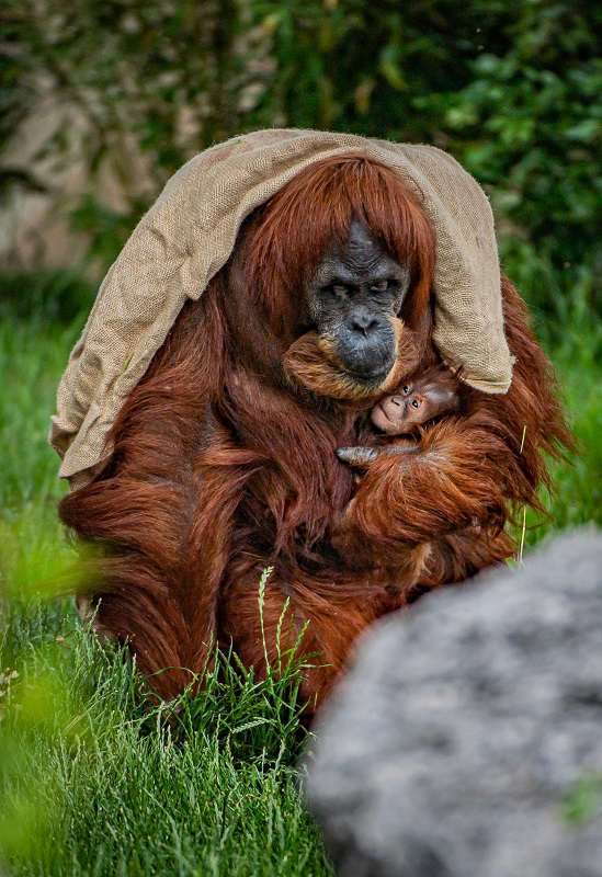 Critically endangered orangutan born at Chester Zoo - Chester's Dee Radio