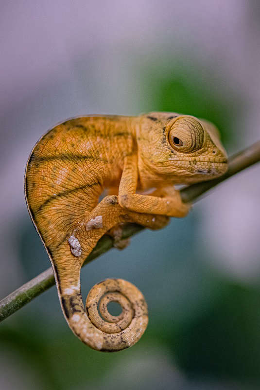 Conservationists hatch world’s largest chameleon at Chester Zoo