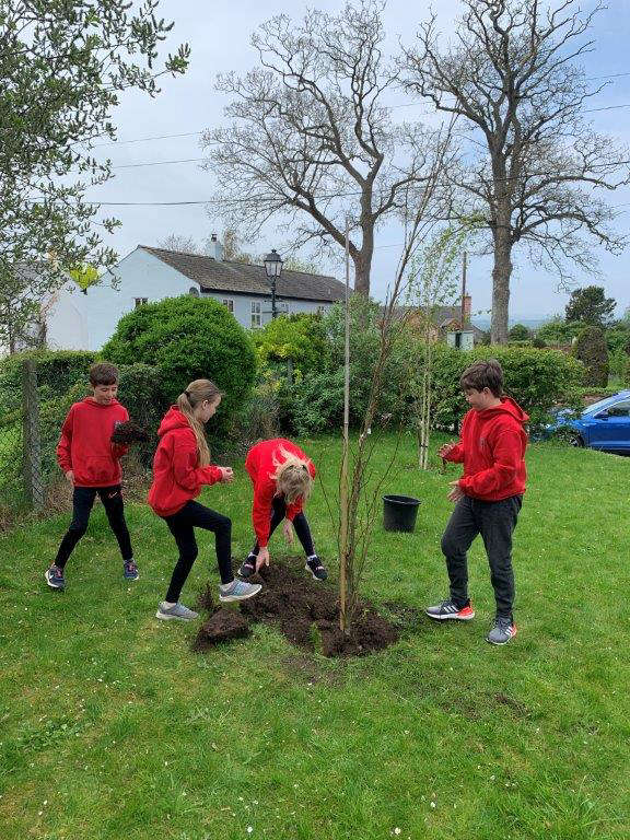 Farndon Primary School plant a Coronation tree - Chester's Dee Radio