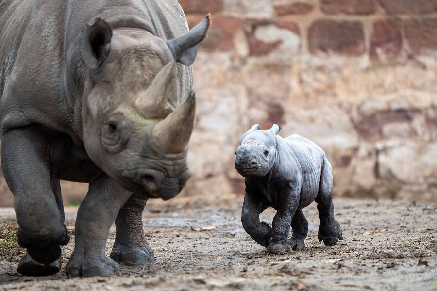 “Amazing” moment a rare baby rhino is born is caught on camera at ...