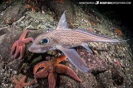Ghost shark