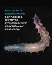 Symbiotic worms