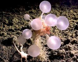Death sponge balls
