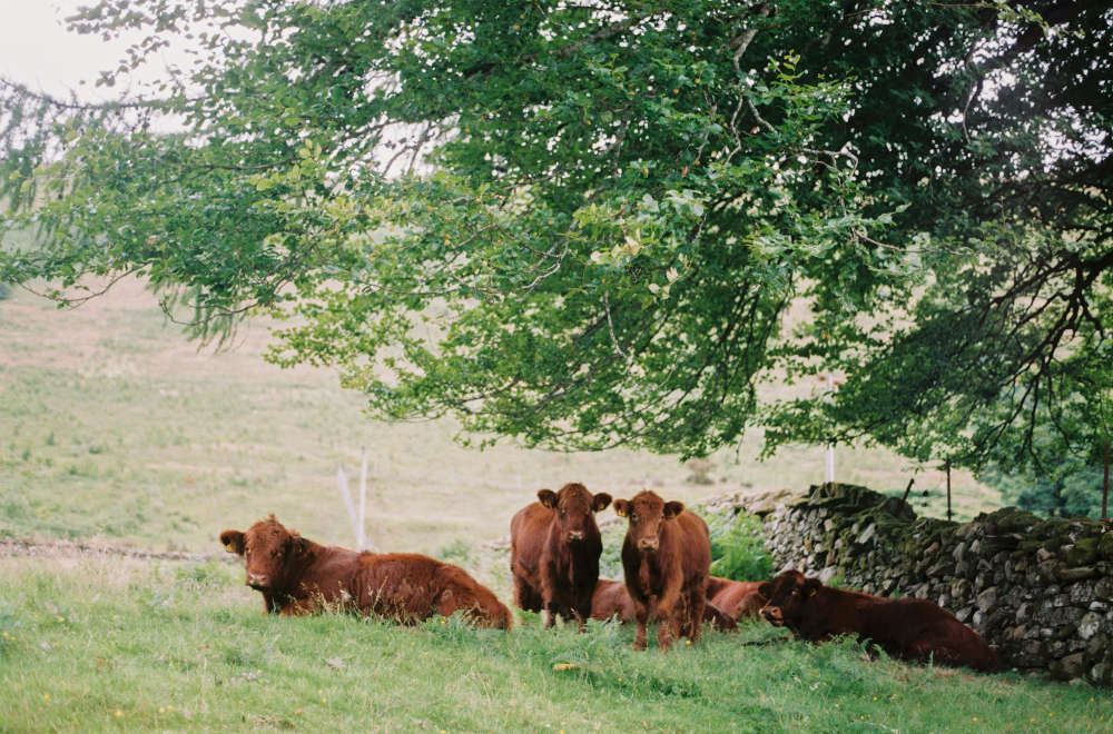 cows Clarksons farm