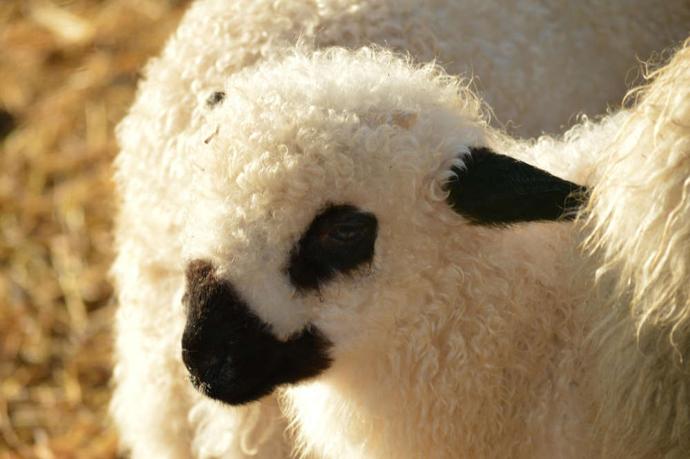 Valais Blacknose sheep