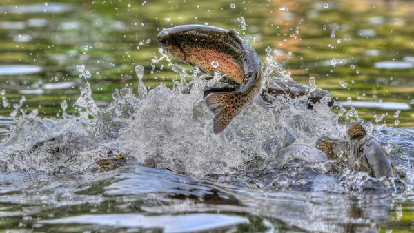 Brookville Lake Stocked With Rainbow Trout Eagle Country 99.3