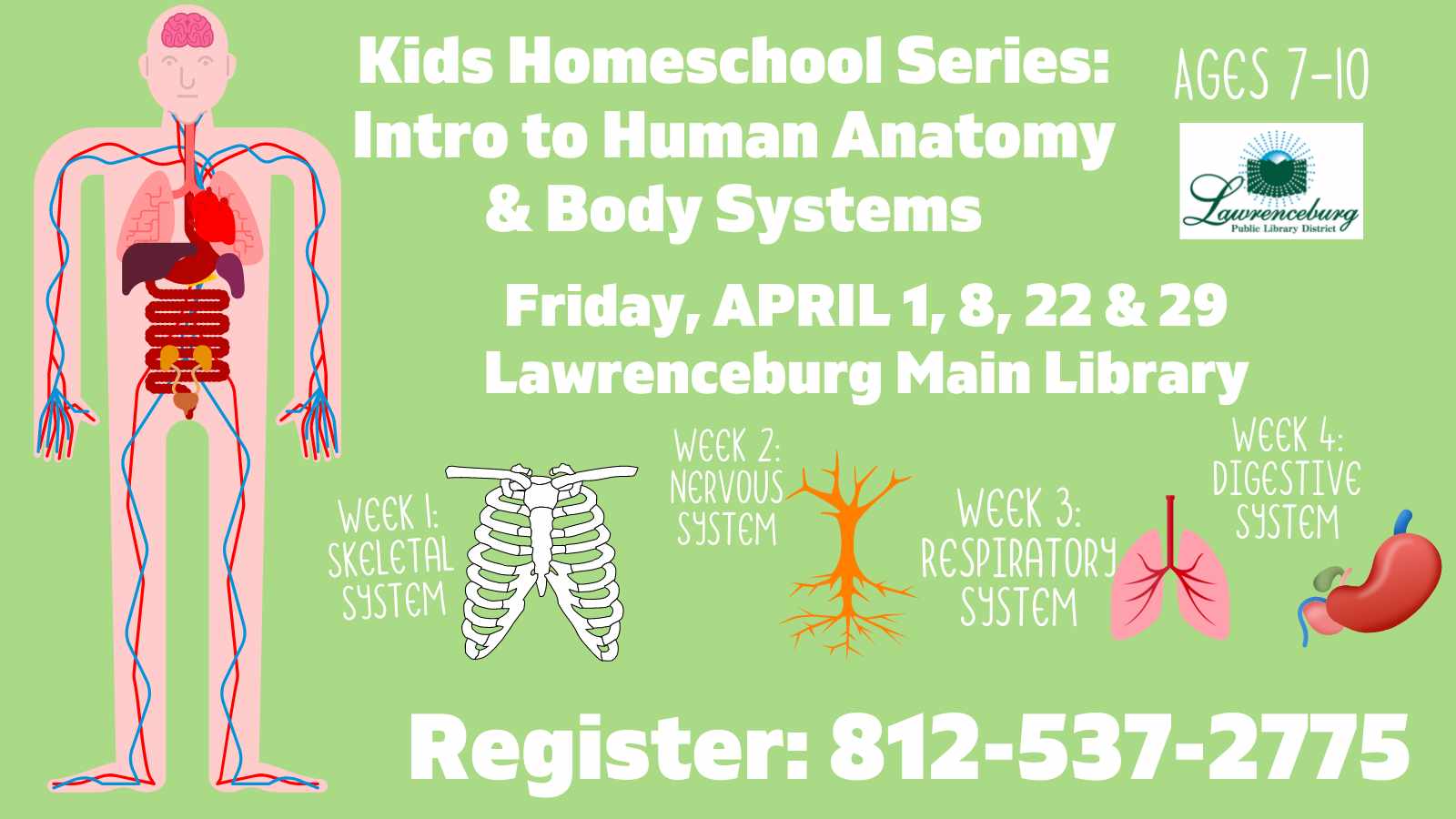 human body systems for kids