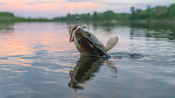 Hoosier Anglers Can Join Midwest Walleye Challenge - Eagle Country 99.3