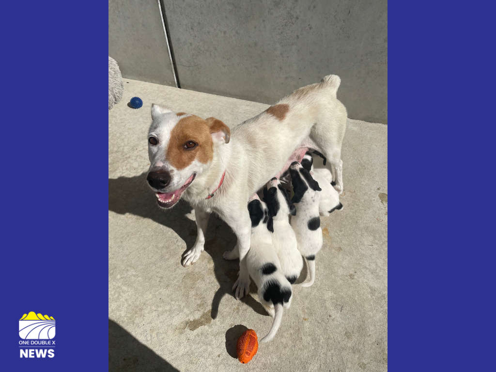 SPCA