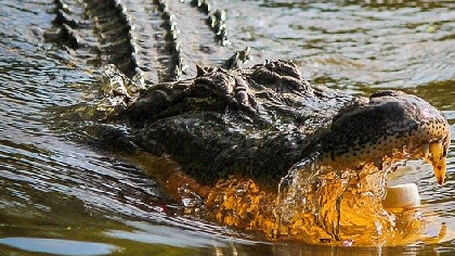 Gator