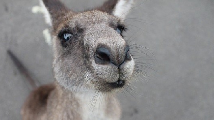 Kangaroo