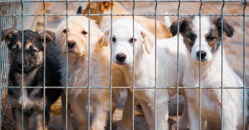 which dogs are banned in uae