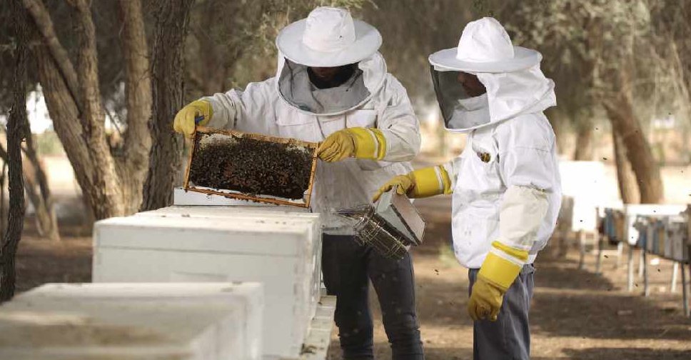 World Bee Day: Beekeeping gets a buzz in UAE - ARN News Centre ...