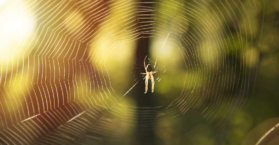 Listen to the music of a spider's web. Tell me what do you hear?