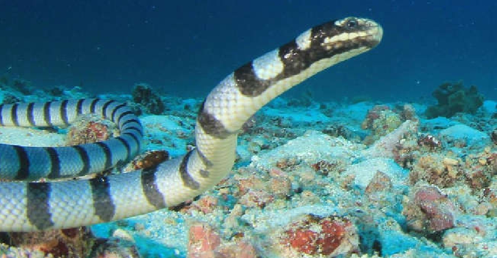 What to do if you spot a sea snake on Abu Dhabi's beaches - Dubai Eye ...