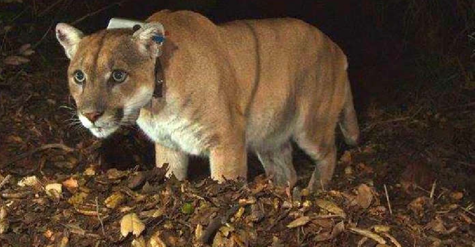 Famed California Mountain Lion Celebrated At Los Angeles Event ARN   63df7e9d86f7a 