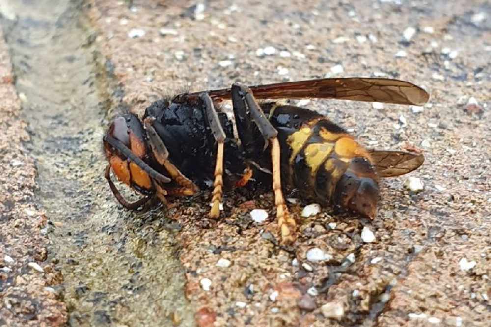 Japanese Hornet Queen