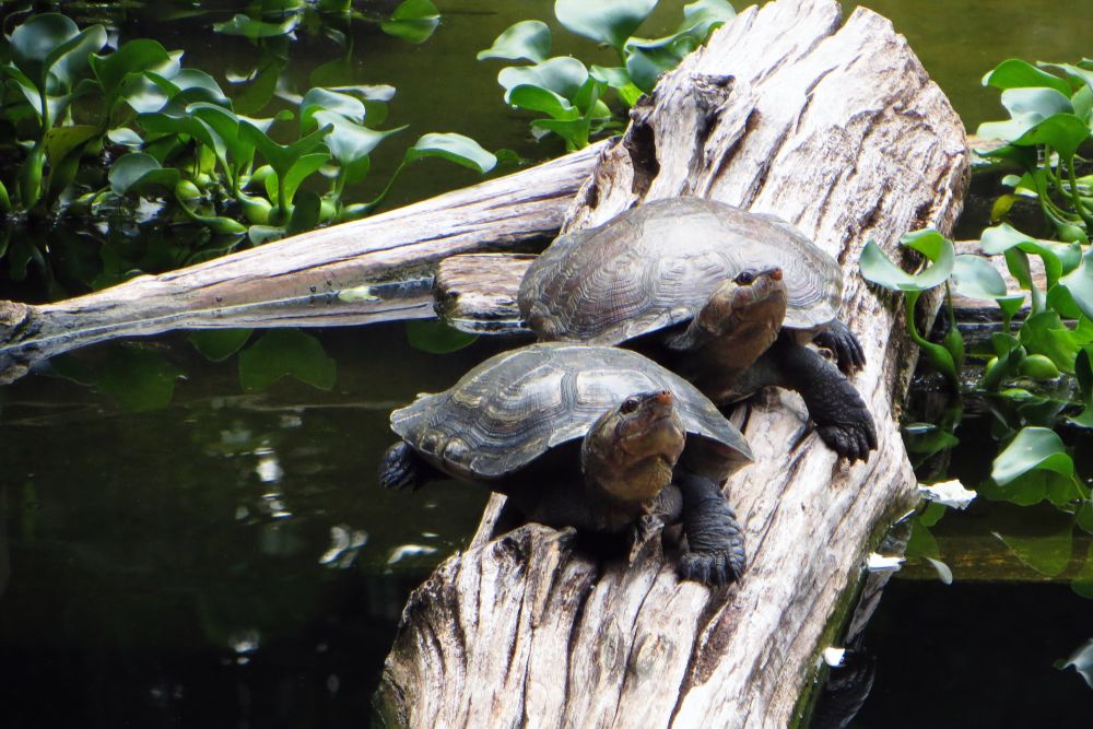 Rescued Turtles Rehomed At Jersey Zoo - Channel 103