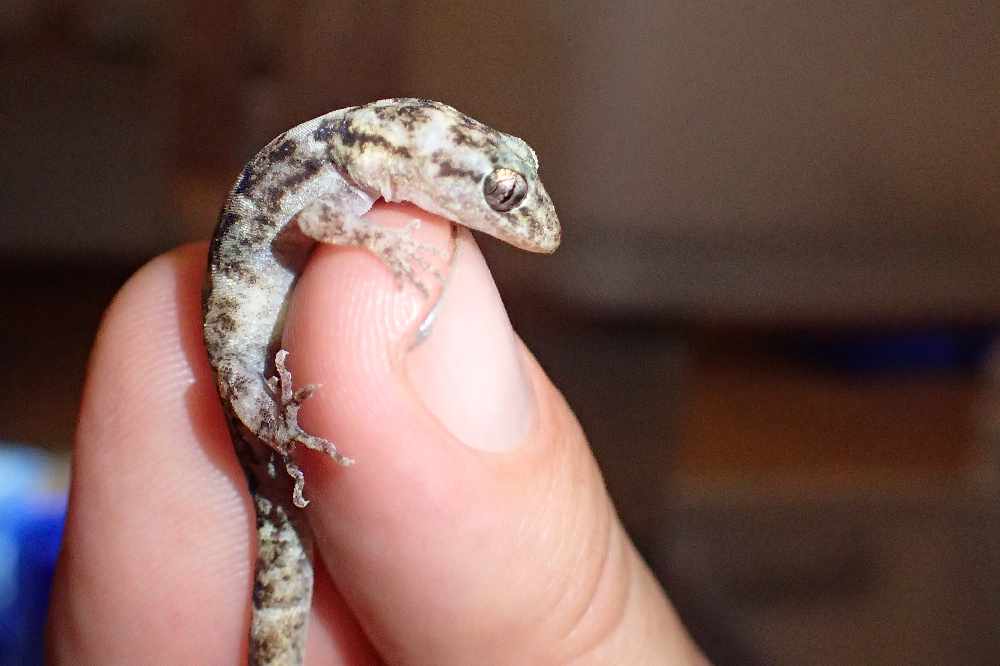 Rescued Rare Reptiles Become Trinity Residents - Channel 103