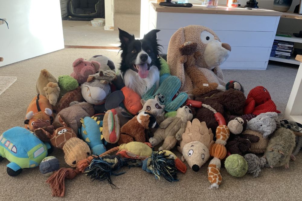 Border Collie called Bear knows all his 52 toys by name and fetches them on  command