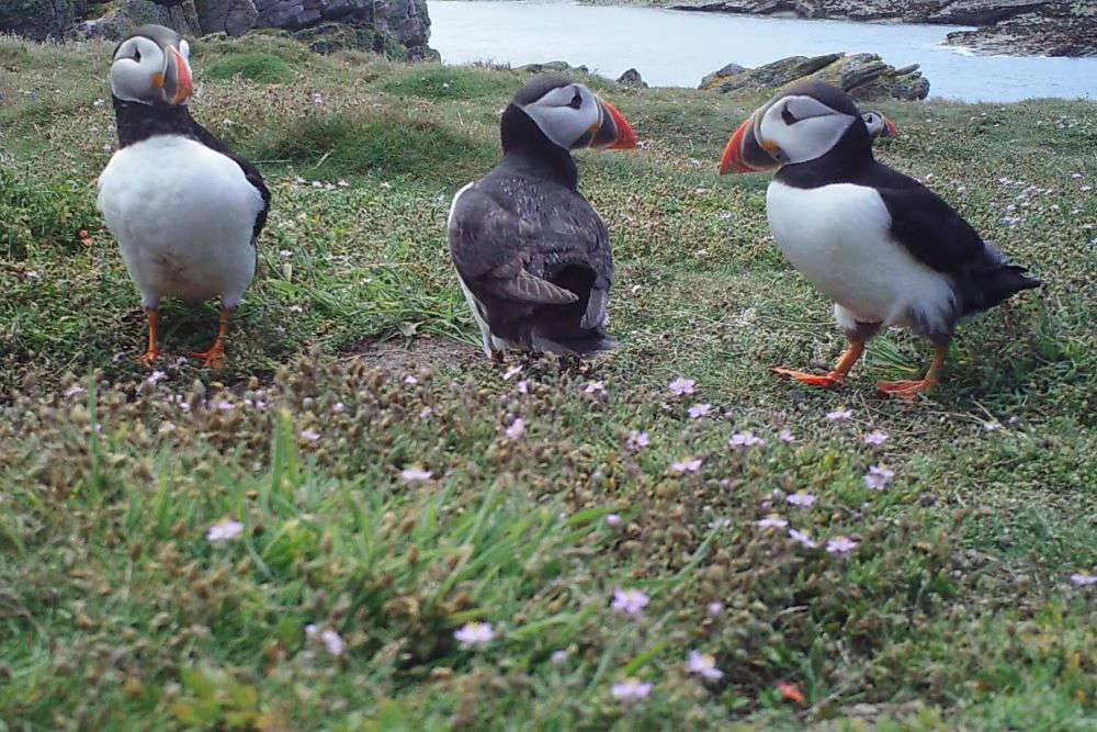 Cooped Up? Photos Of This Puffin Island Will Make You Feel Free