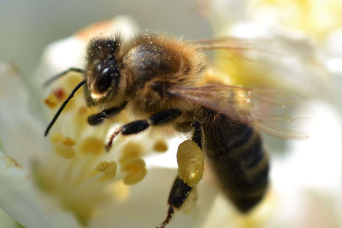 New Bill To Protect Native Irish Honey Bee To Come Before The Seanad 