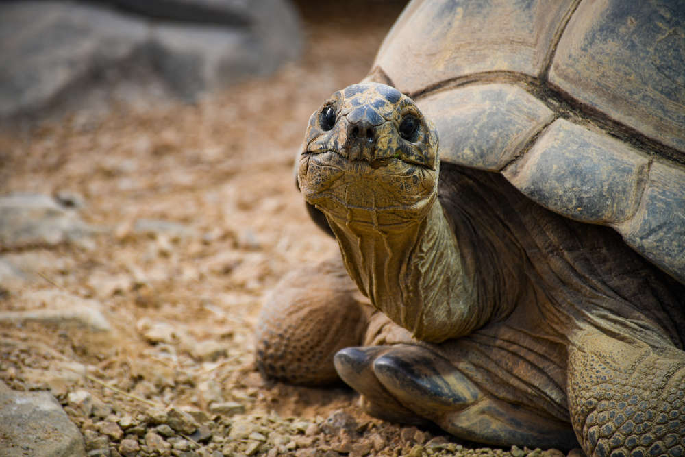 Meet Jersey Zoo's newest resident! 